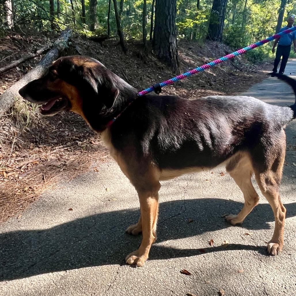 Charlie, a Adoptable mixed breed in Palestine, TX image 4/6