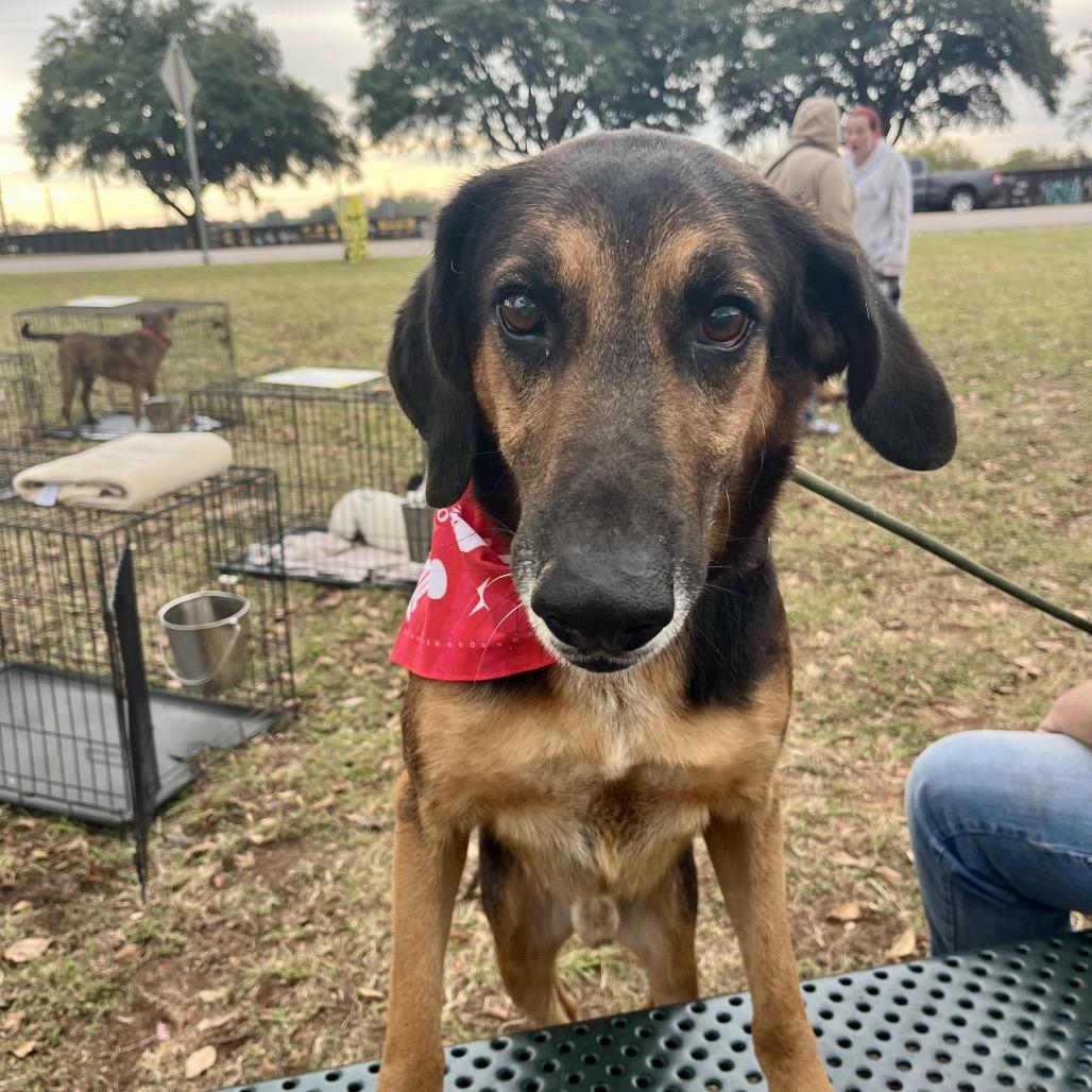 Charlie, a Adoptable mixed breed in Palestine, TX image 5/6