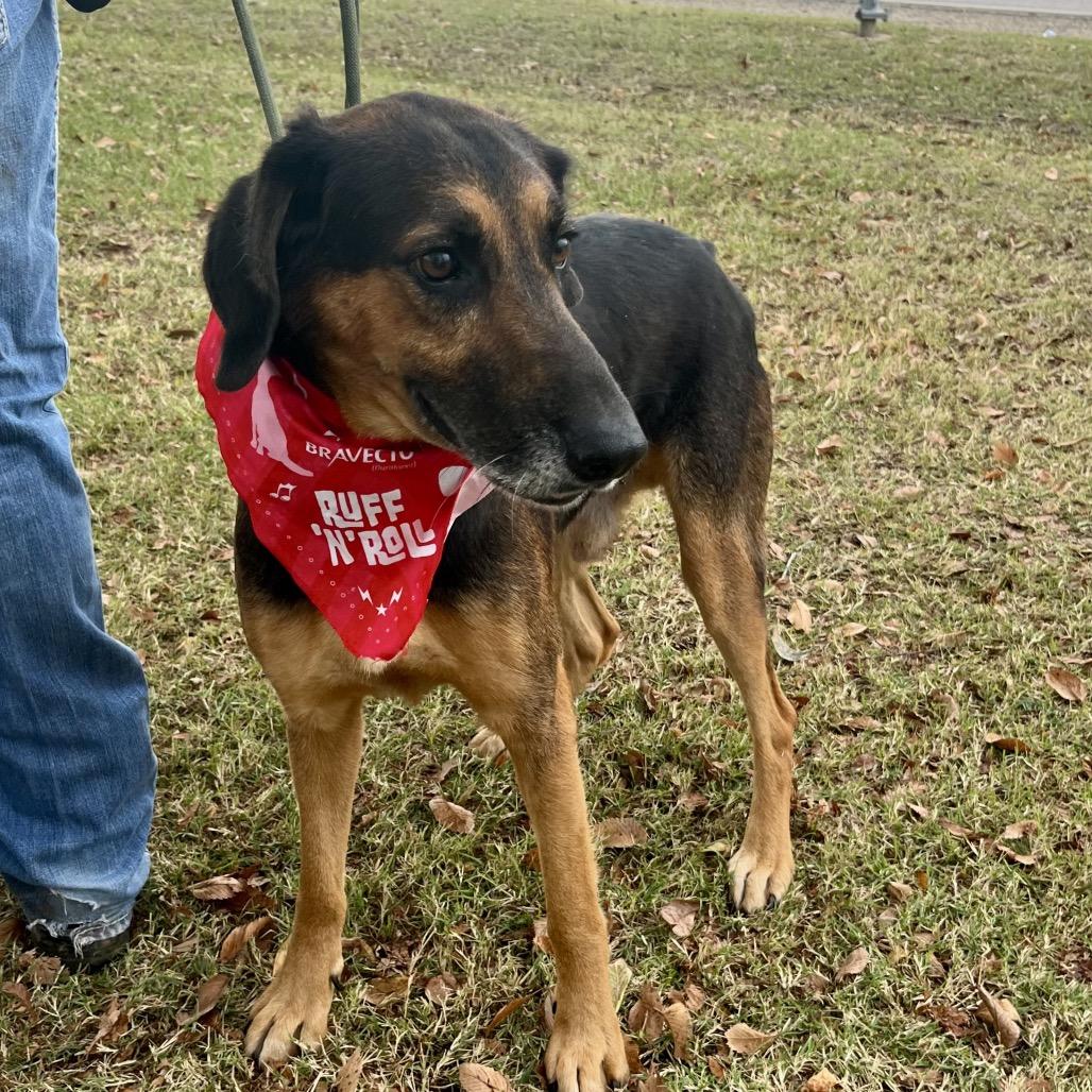 Charlie, a Adoptable mixed breed in Palestine, TX image 6/6