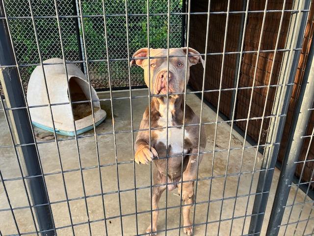 Enlarge Turbo, a ADOPTABLE American Bully in Nocona, TX image 1/1