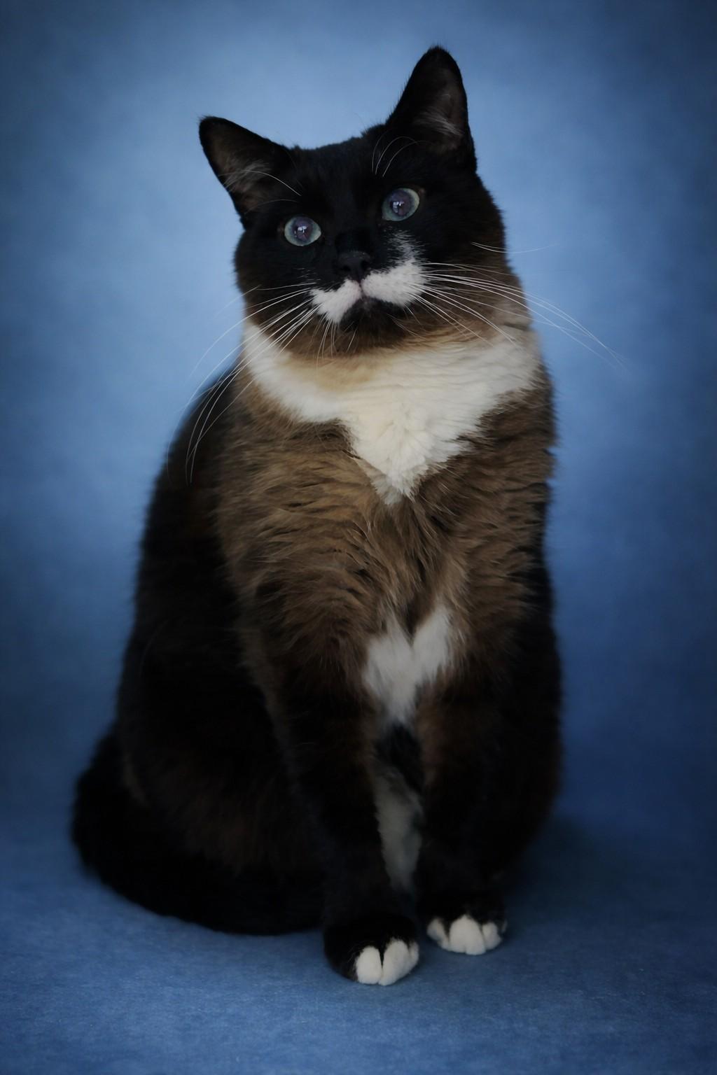 Banjo 3, ADOPTABLE, Adult Male Himalayan & Siamese.