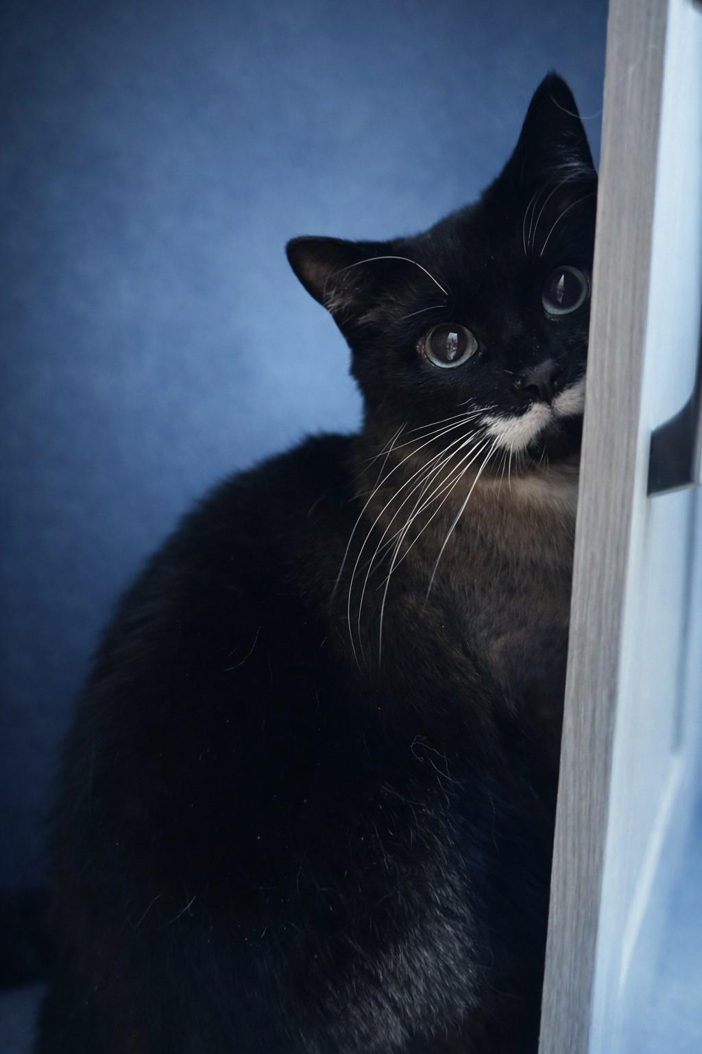 Enlarge Banjo 3, a ADOPTABLE mixed breed in Grove City, OH image 2/2