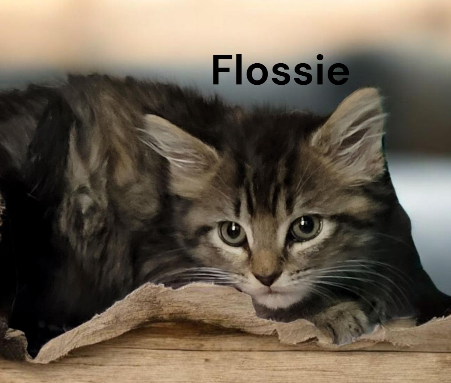 Flossie, Adoptable, Kitten Female Tabby.