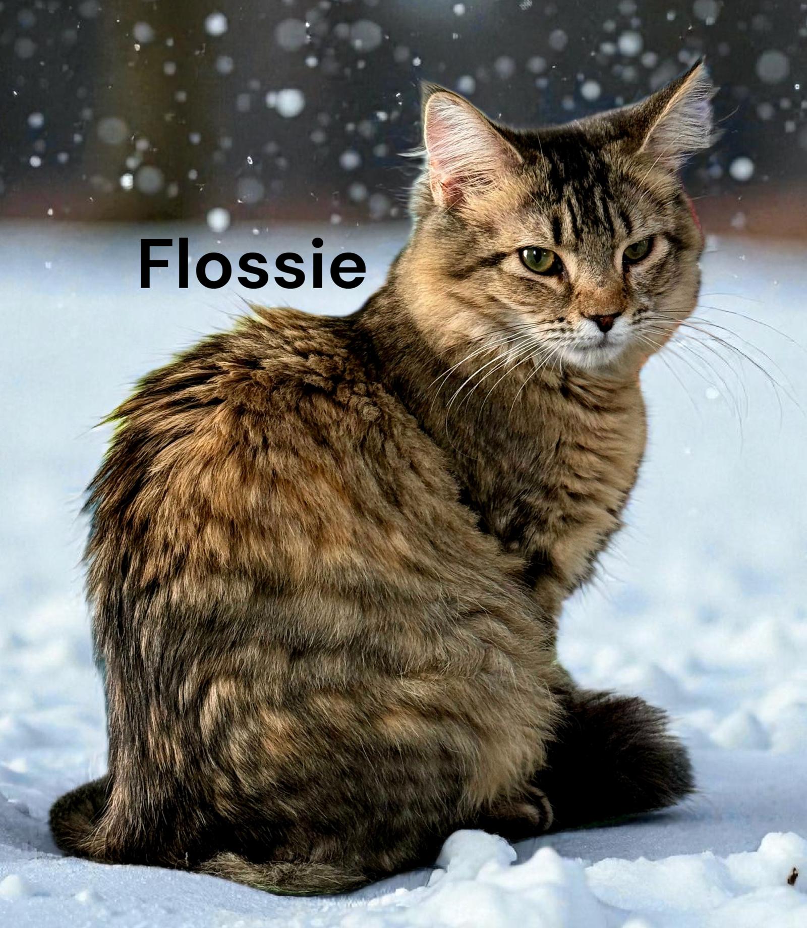 Enlarge Flossie, a Adoptable Tabby in Weems, VA image 2/3