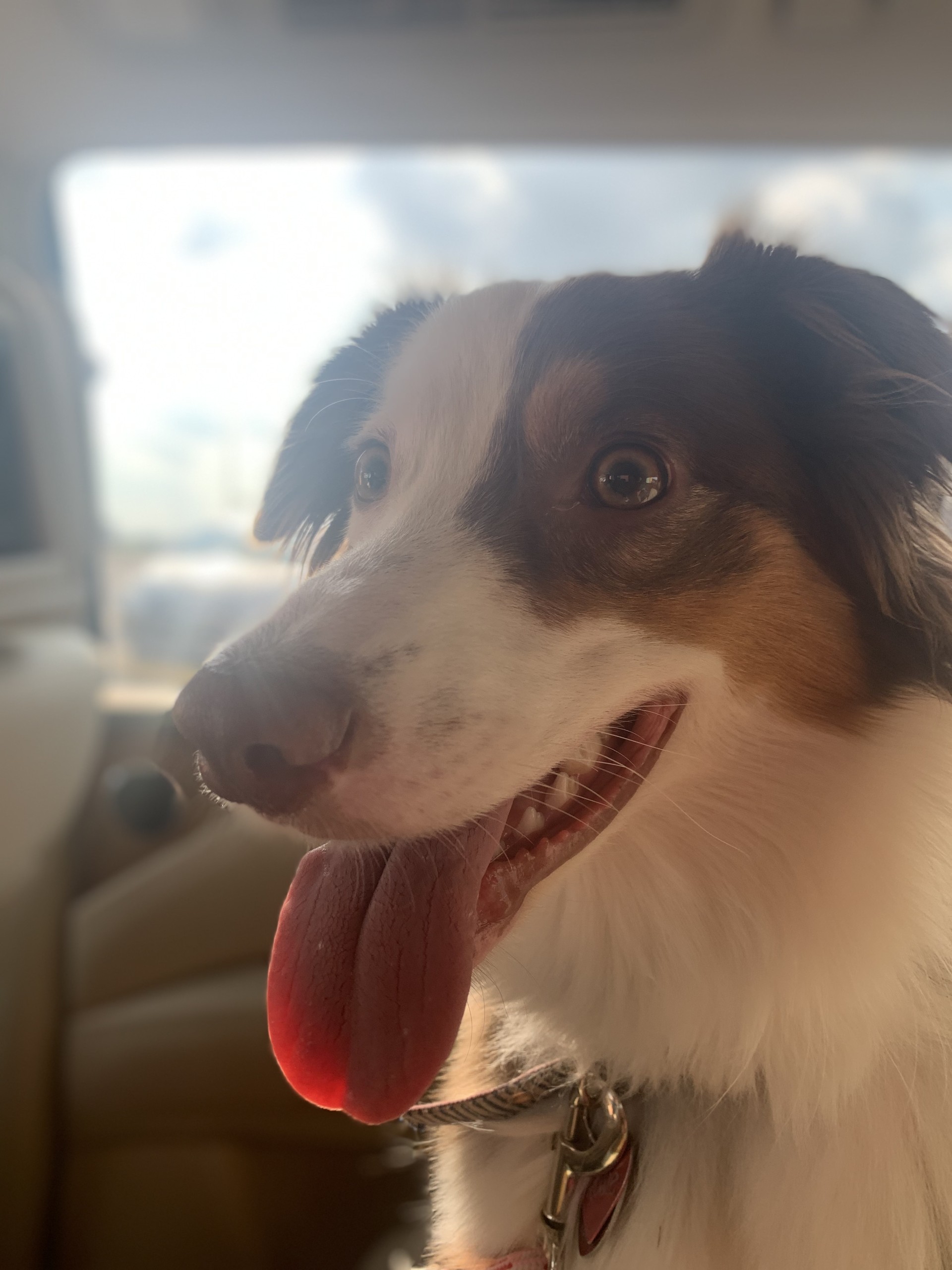 Enlarge Rosie, a Adopted Australian Shepherd in Lexington, KY image 3/6