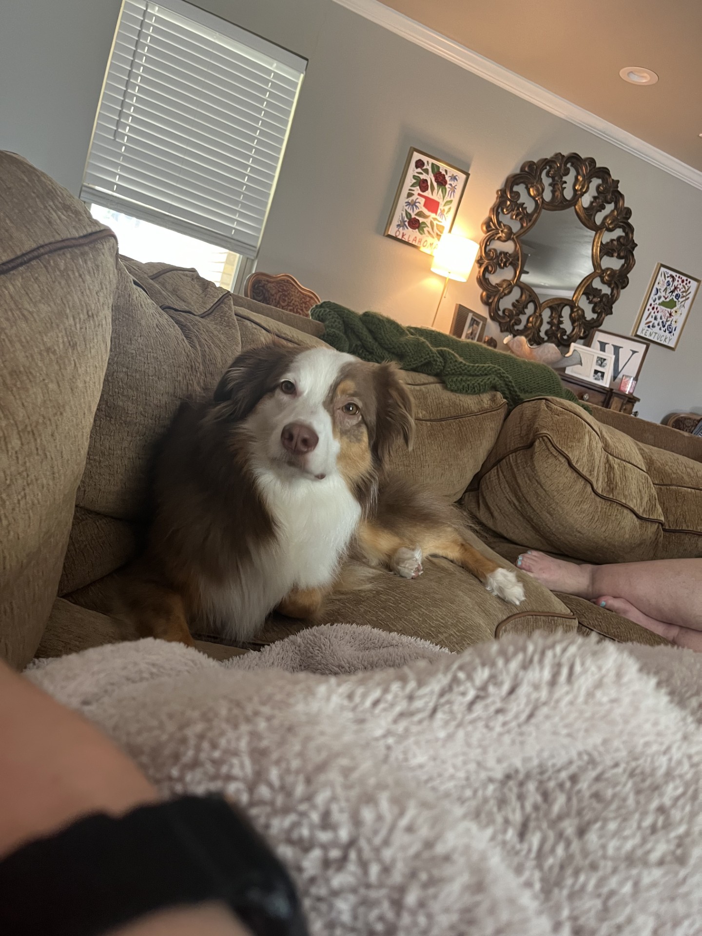 Enlarge Rosie, a Adopted Australian Shepherd in Lexington, KY image 2/6