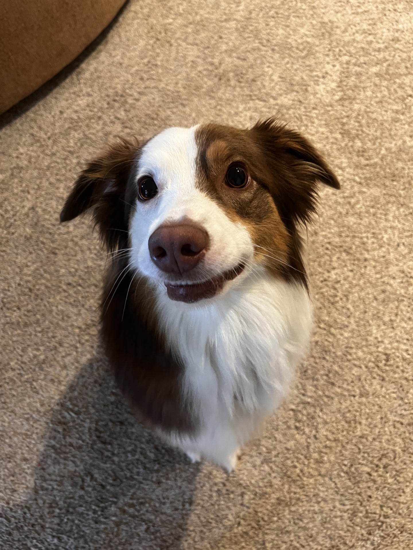 Enlarge Rosie, a Adopted Australian Shepherd in Lexington, KY image 4/6