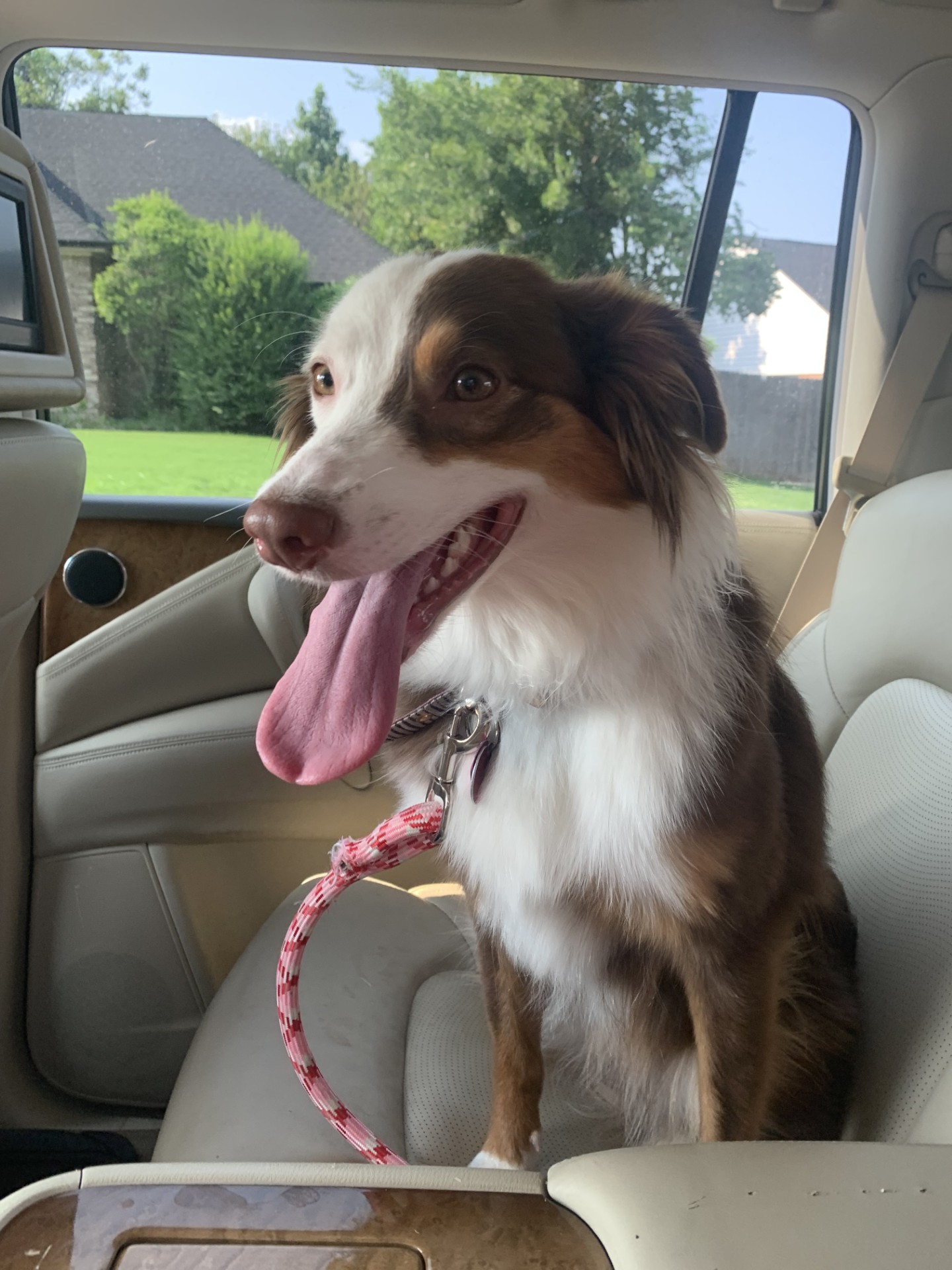 Enlarge Rosie, a Adopted Australian Shepherd in Lexington, KY image 1/6