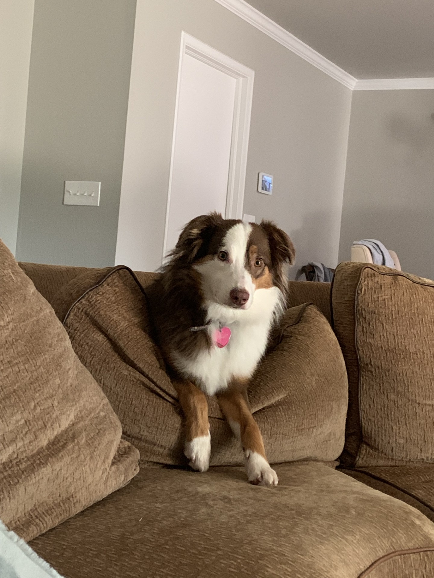 Enlarge Rosie, a Adopted Australian Shepherd in Lexington, KY image 5/6