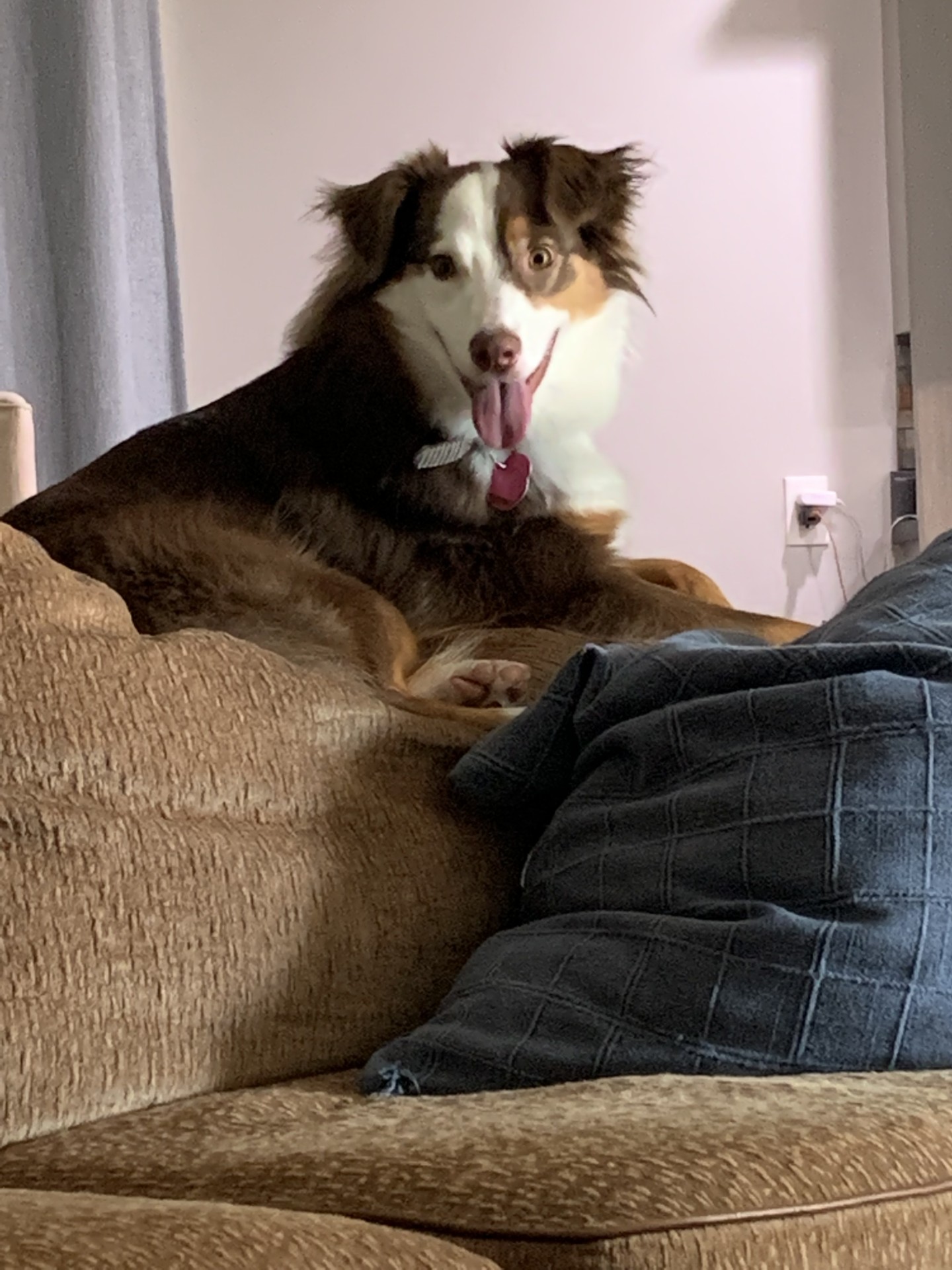 Enlarge Rosie, a Adopted Australian Shepherd in Lexington, KY image 6/6