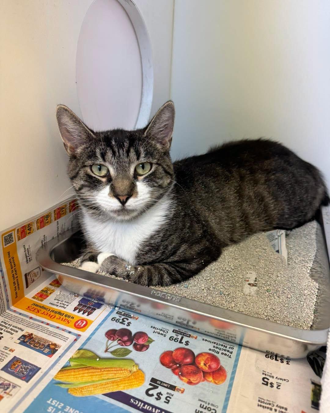 Claire, a ADOPTABLE Domestic Short Hair in Bloomfield, NJ image 2/6