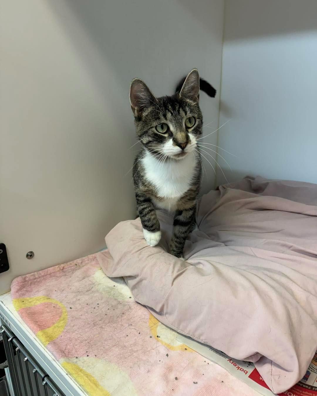 Claire, a ADOPTABLE Domestic Short Hair in Bloomfield, NJ image 6/6