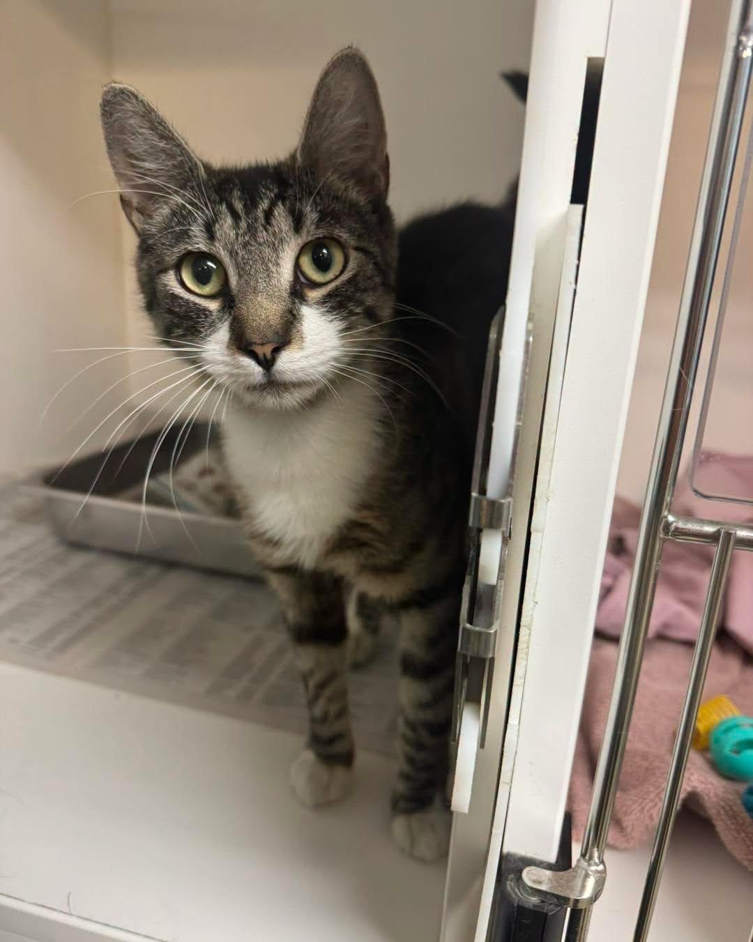 Claire, a ADOPTABLE Domestic Short Hair in Bloomfield, NJ image 3/6
