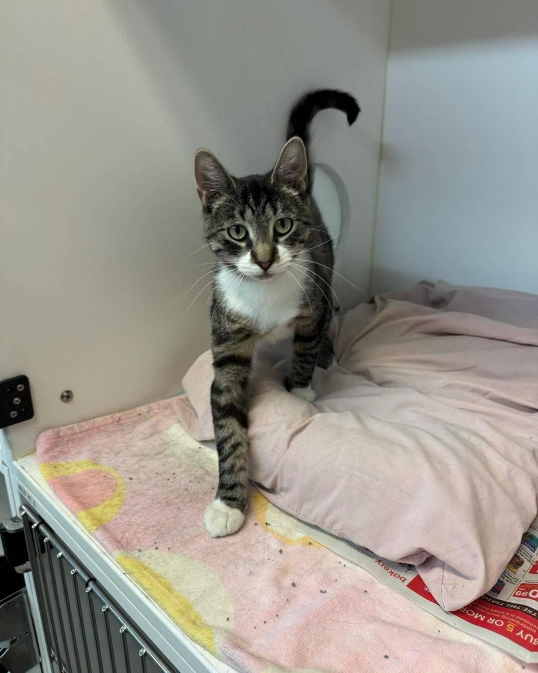 Claire, a ADOPTABLE Domestic Short Hair in Bloomfield, NJ image 4/6