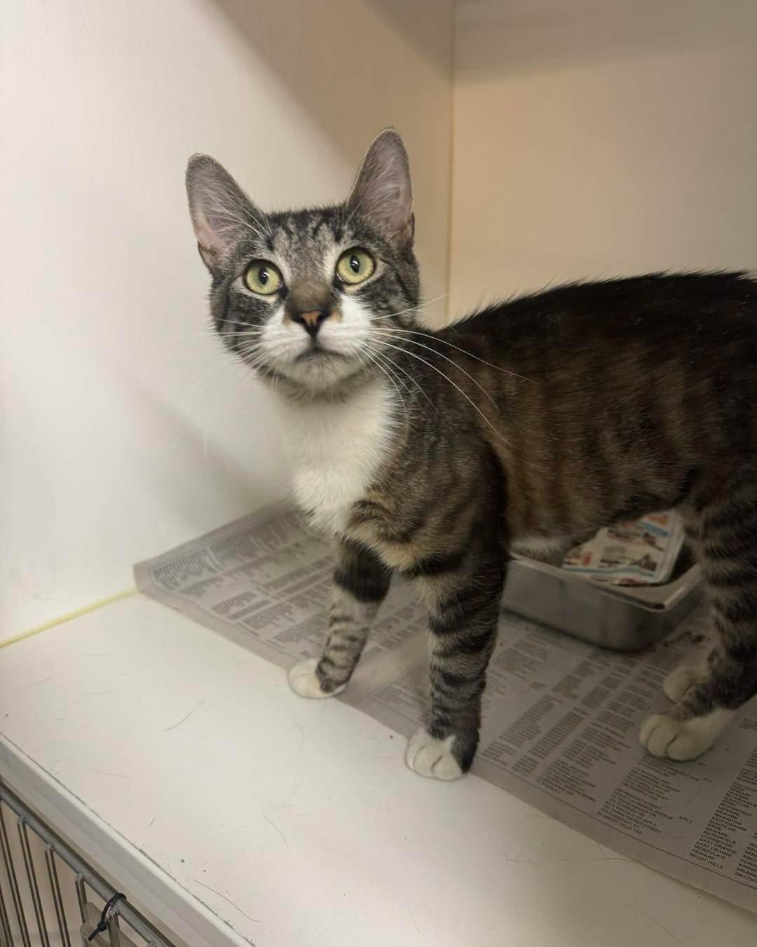 Claire, a ADOPTABLE Domestic Short Hair in Bloomfield, NJ image 5/6