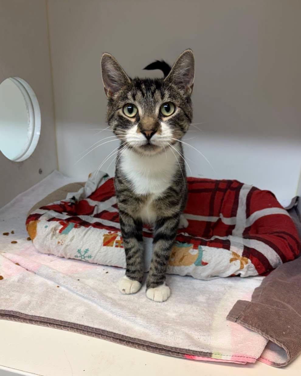Claire, ADOPTABLE, Adult Female Domestic Short Hair.
