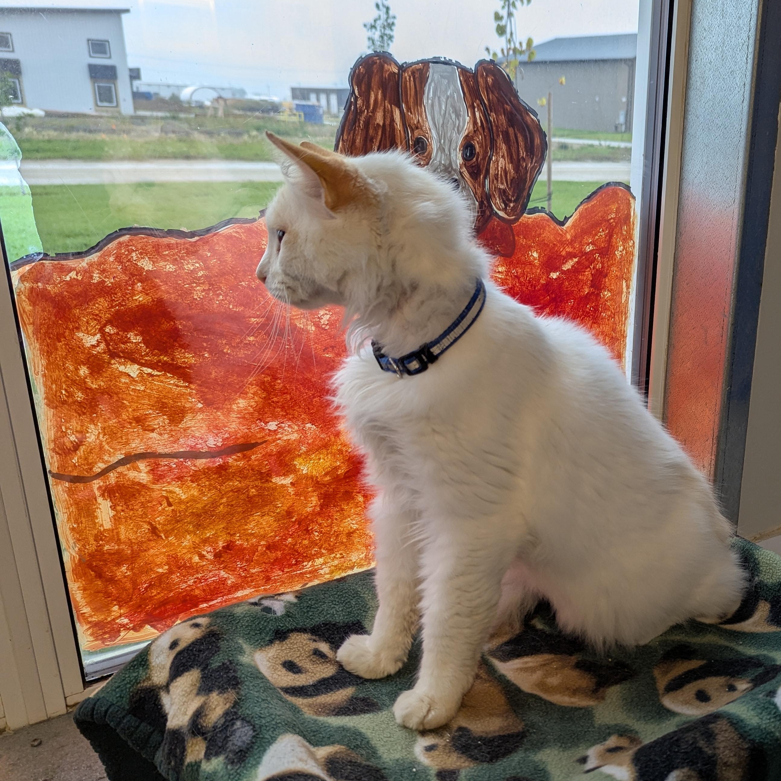 Blaze, an adoptable Domestic Long Hair in Morden, MB, R6M 1Y4 | Photo Image 3