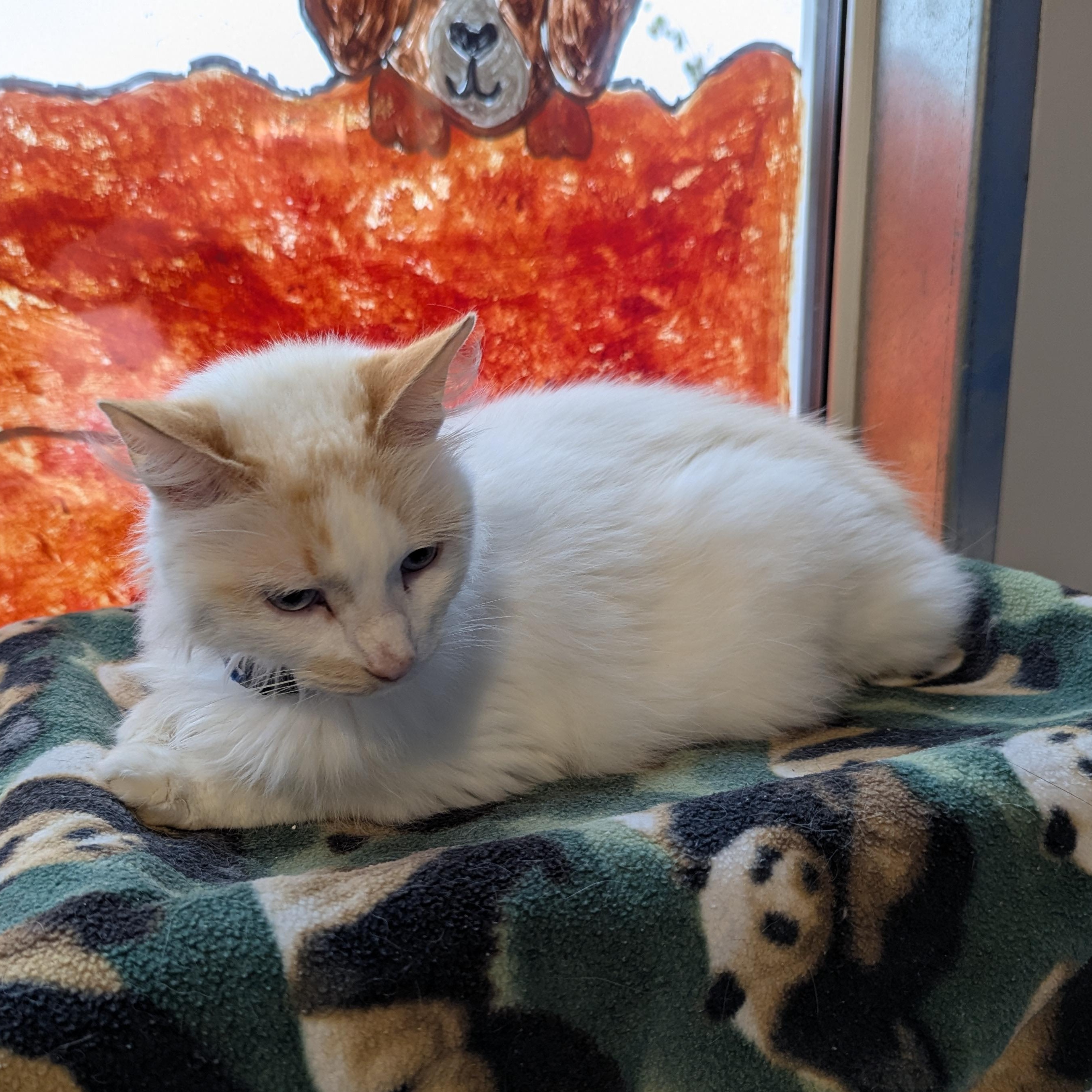 Blaze, an adoptable Domestic Long Hair in Morden, MB, R6M 1Y4 | Photo Image 1