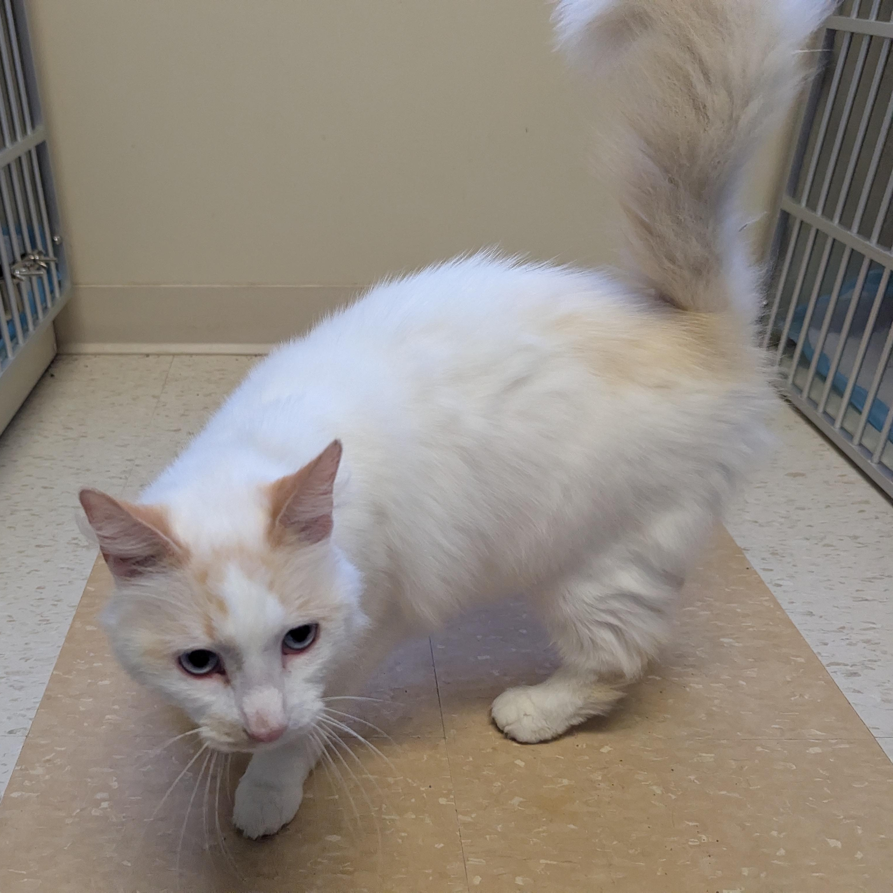 Blaze, an adoptable Domestic Long Hair in Morden, MB, R6M 1Y4 | Photo Image 4