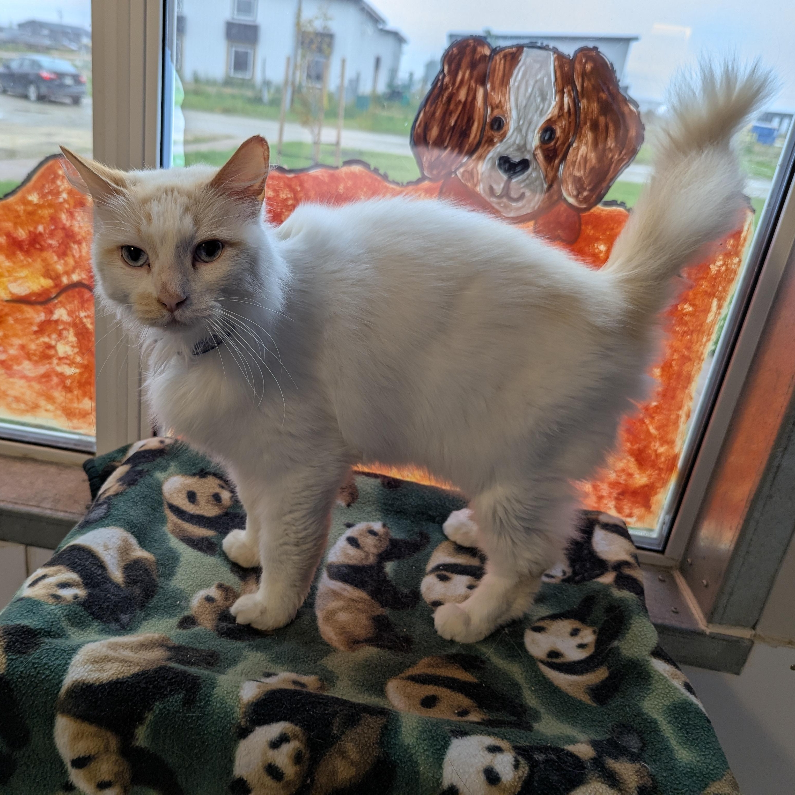 Blaze, an adoptable Domestic Long Hair in Morden, MB, R6M 1Y4 | Photo Image 2