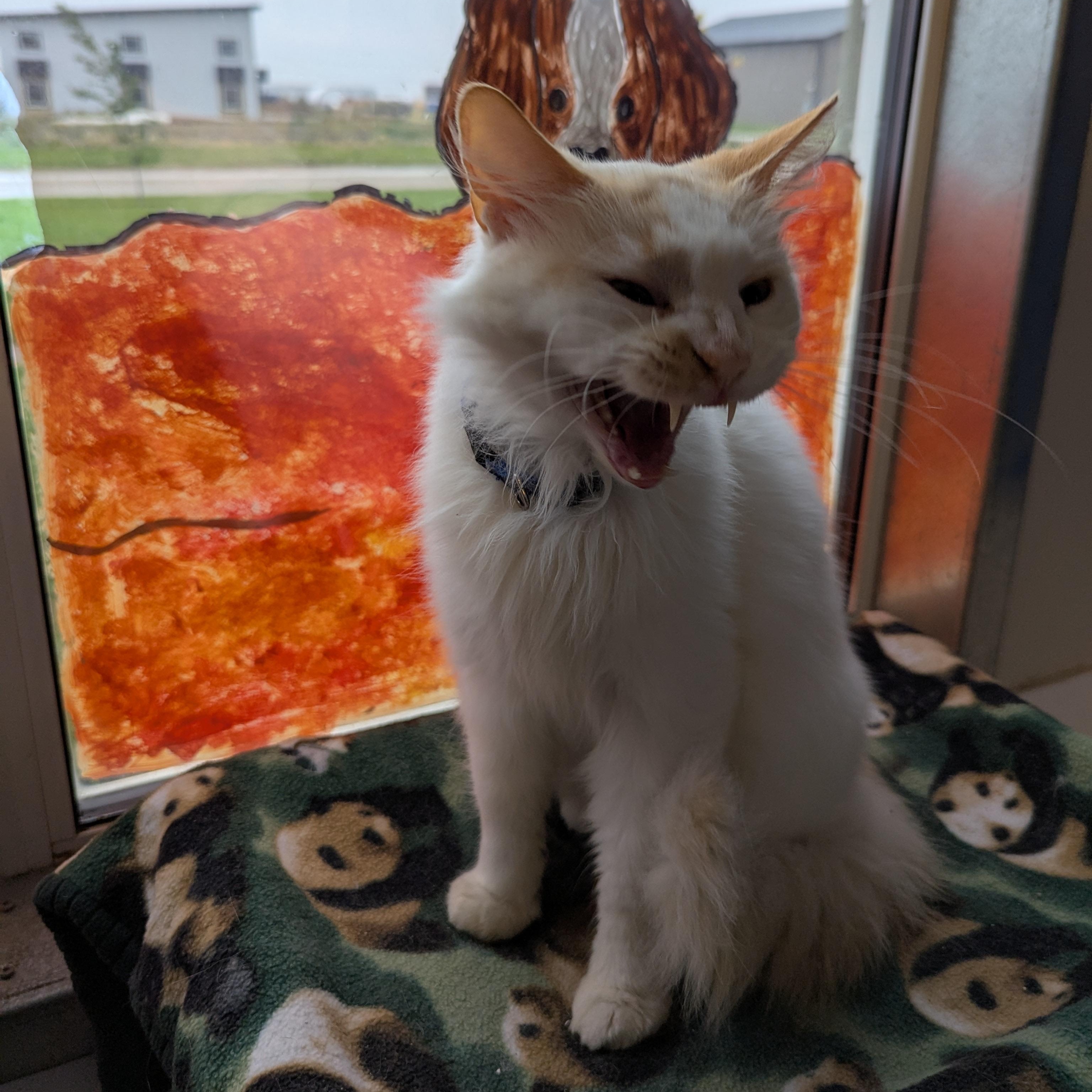 Blaze, an adoptable Domestic Long Hair in Morden, MB, R6M 1Y4 | Photo Image 5