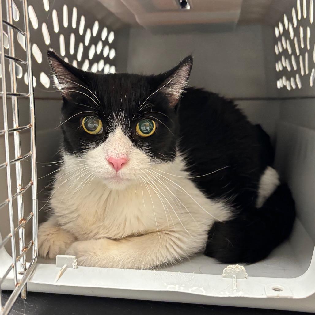 Thunder - IN FOSTER, Adoptable, Senior Male Domestic Short Hair.