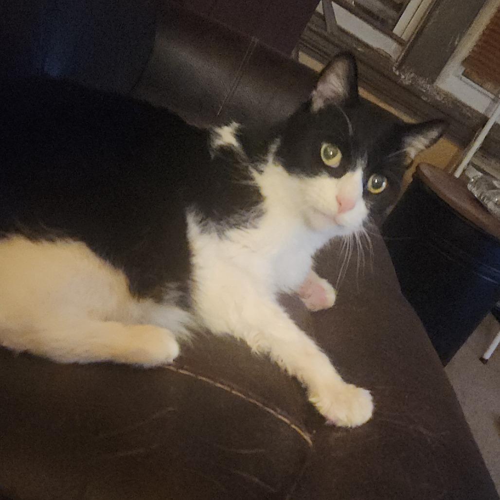 Thunder - IN FOSTER, a Adoptable Domestic Short Hair in Birdsboro, PA image 2/5