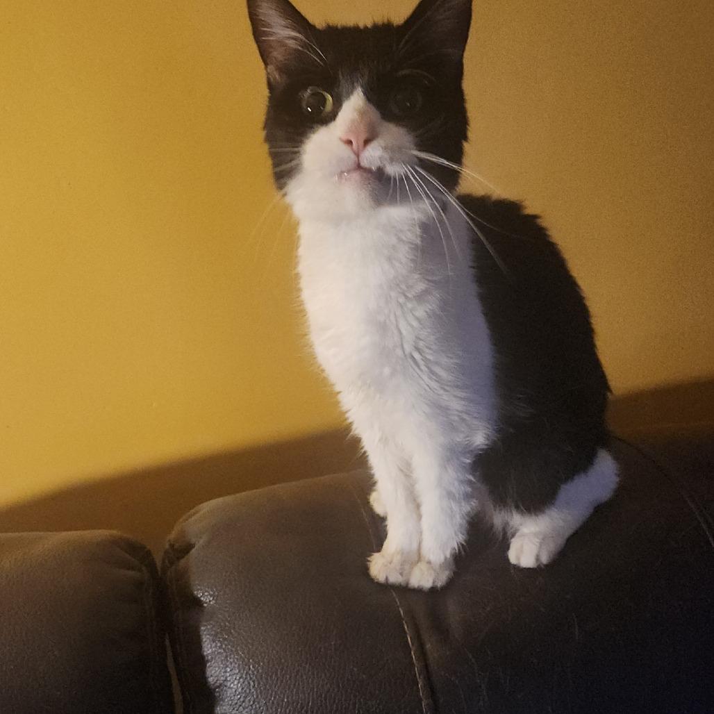 Thunder - IN FOSTER, a Adoptable Domestic Short Hair in Birdsboro, PA image 3/5