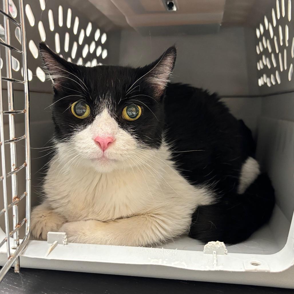 Thunder - IN FOSTER, a Adoptable Domestic Short Hair in Birdsboro, PA image 4/5