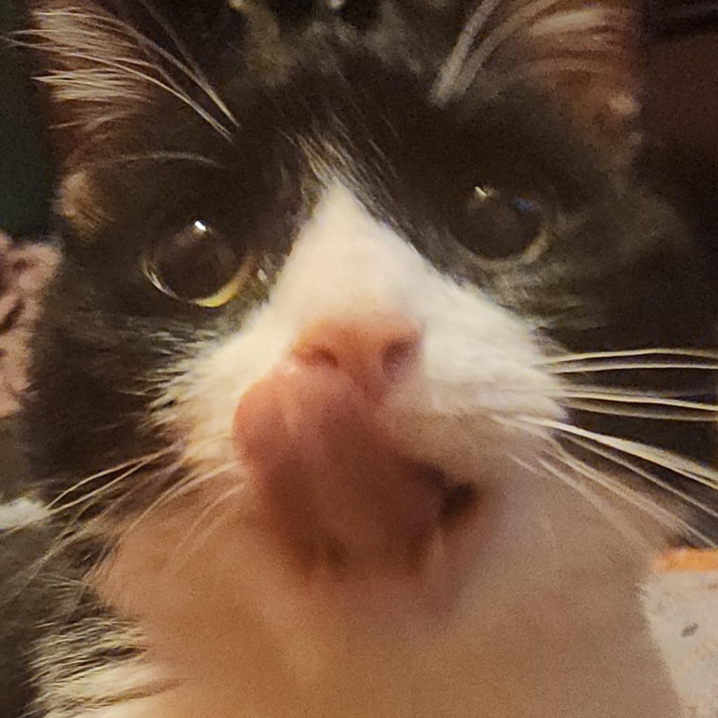 Thunder - IN FOSTER, a Adoptable Domestic Short Hair in Birdsboro, PA image 5/5