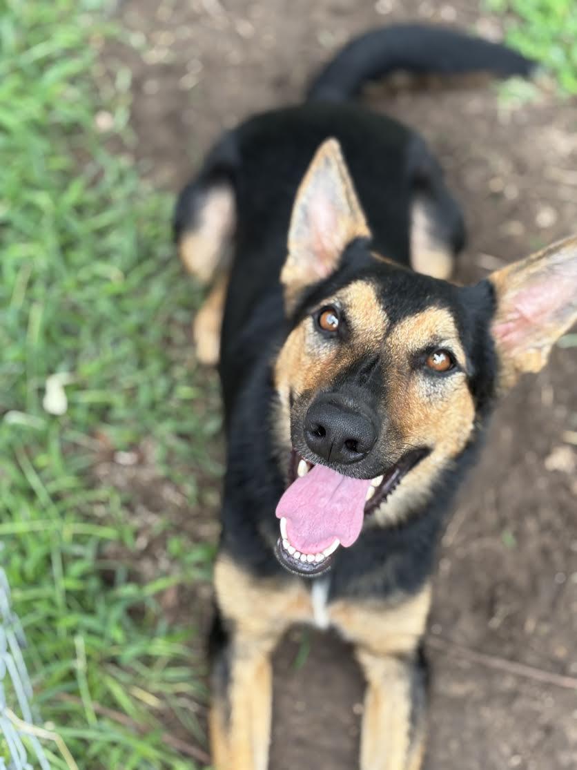 Enlarge Artemis, a Adoptable mixed breed in Piedmont, OK image 2/3