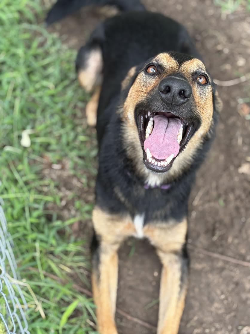 Enlarge Artemis, a Adoptable mixed breed in Piedmont, OK image 3/3