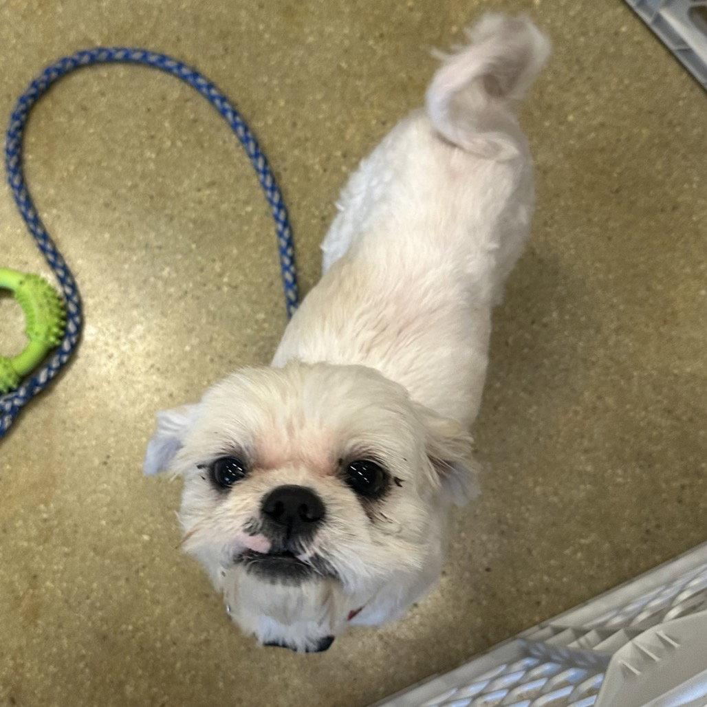 Lary, Adopted, Young Male Shih Tzu.