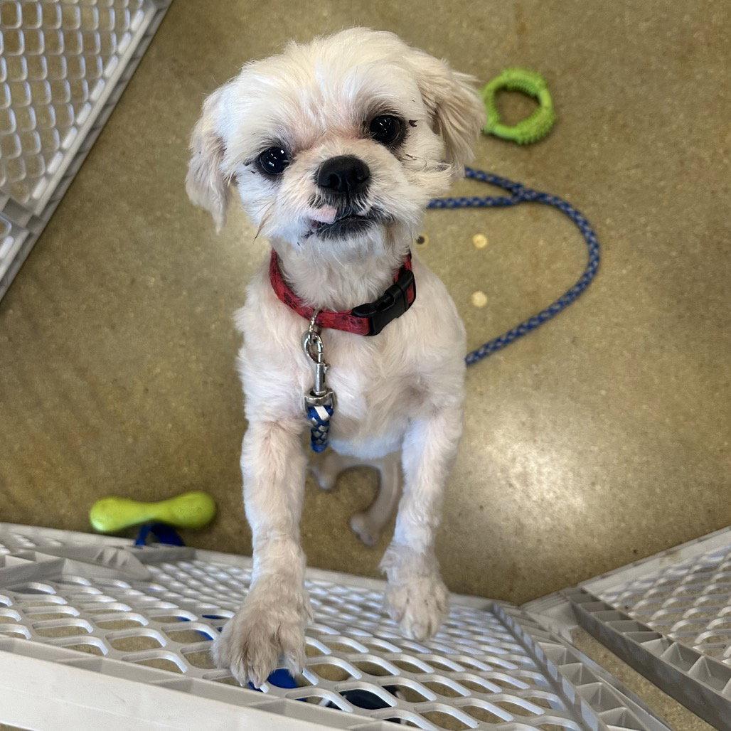 Lary, a Adopted Shih Tzu in Fort Pierce, FL image 2/3
