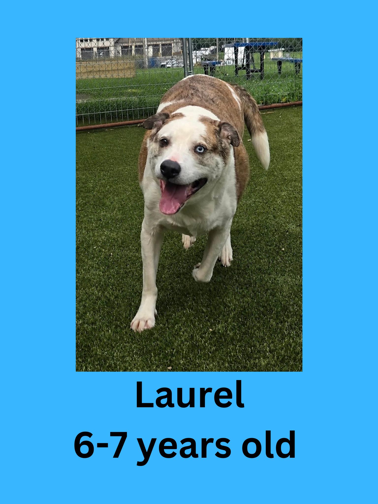 Laurel, ADOPTABLE, Senior Male Labrador Retriever.