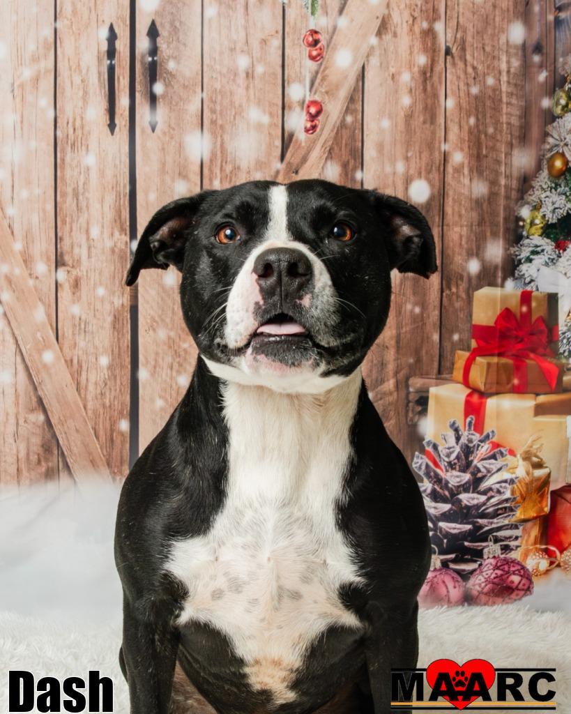 Enlarge Dash, a Adoptable mixed breed in Maryville, TN image 1/6