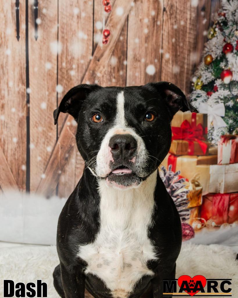 Enlarge Dash, a Adoptable mixed breed in Maryville, TN image 2/6