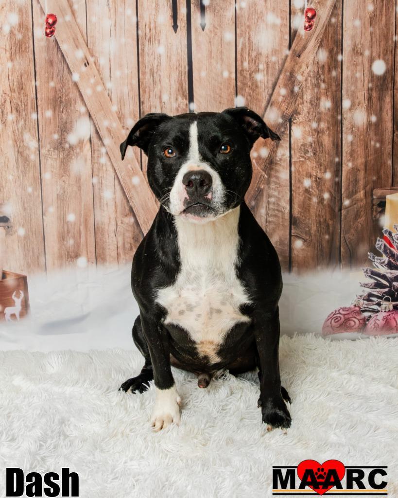 Enlarge Dash, a Adoptable mixed breed in Maryville, TN image 3/6