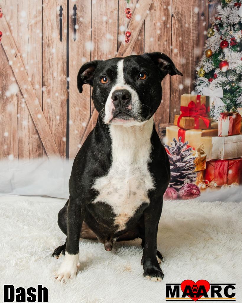 Enlarge Dash, a Adoptable mixed breed in Maryville, TN image 4/6