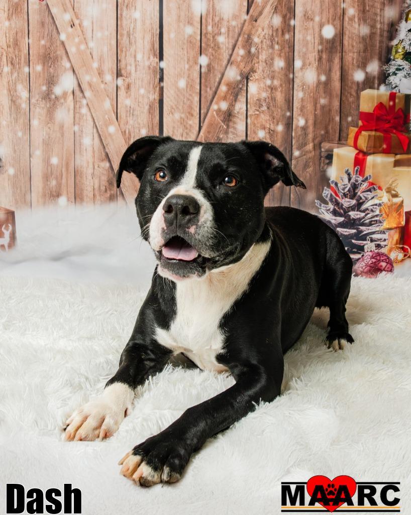 Enlarge Dash, a Adoptable mixed breed in Maryville, TN image 5/6