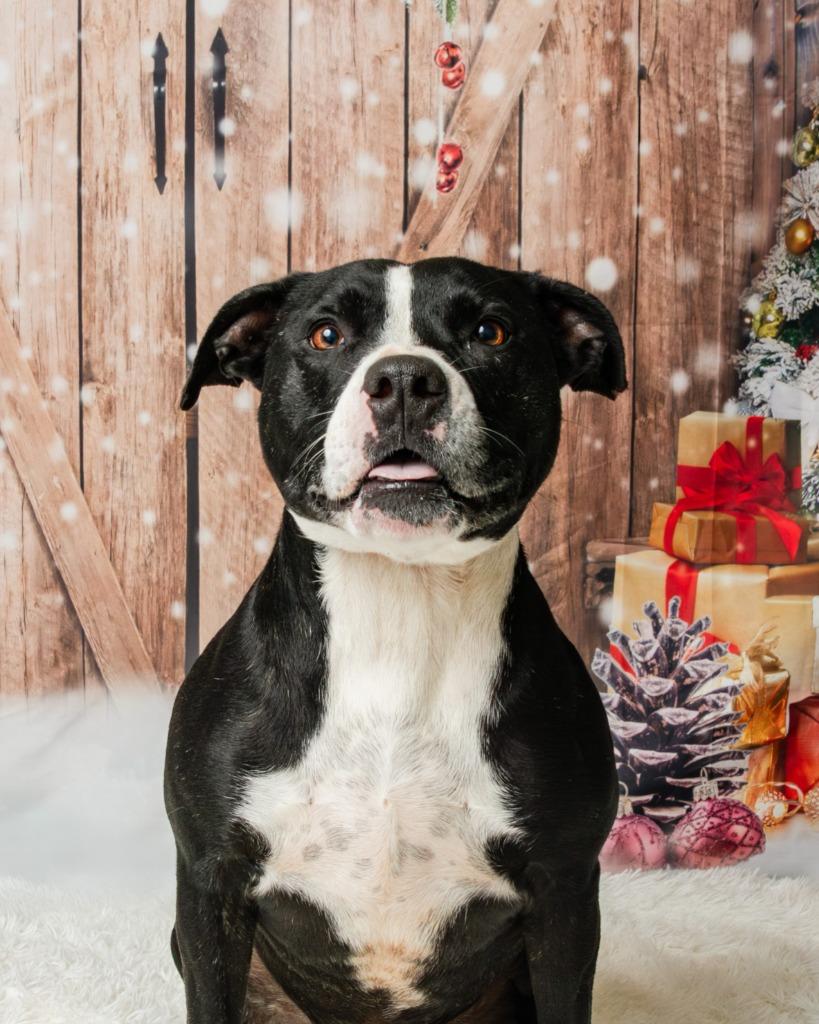 Enlarge Dash, a Adoptable mixed breed in Maryville, TN image 6/6