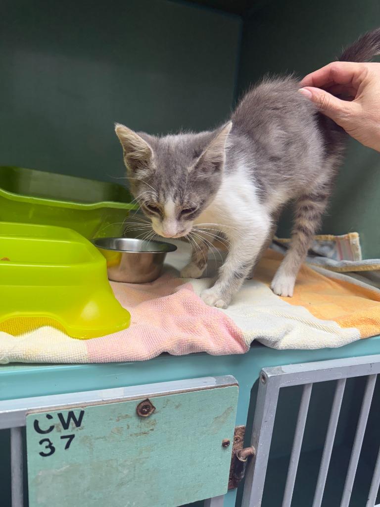 Felix, a Adoptable mixed breed in Tulsa, OK image 1/6