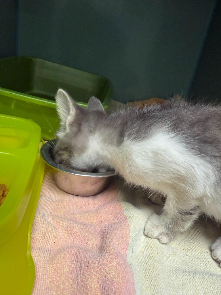 Felix, a Adoptable mixed breed in Tulsa, OK image 2/6