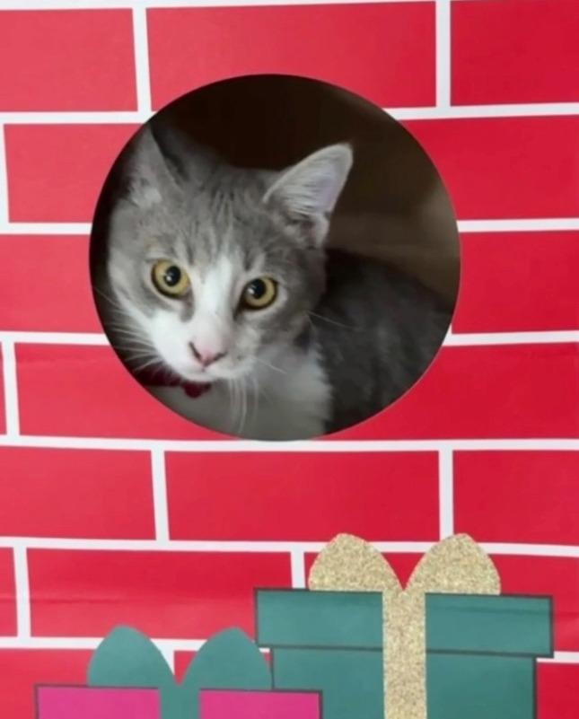 Felix, a Adoptable mixed breed in Tulsa, OK image 3/6