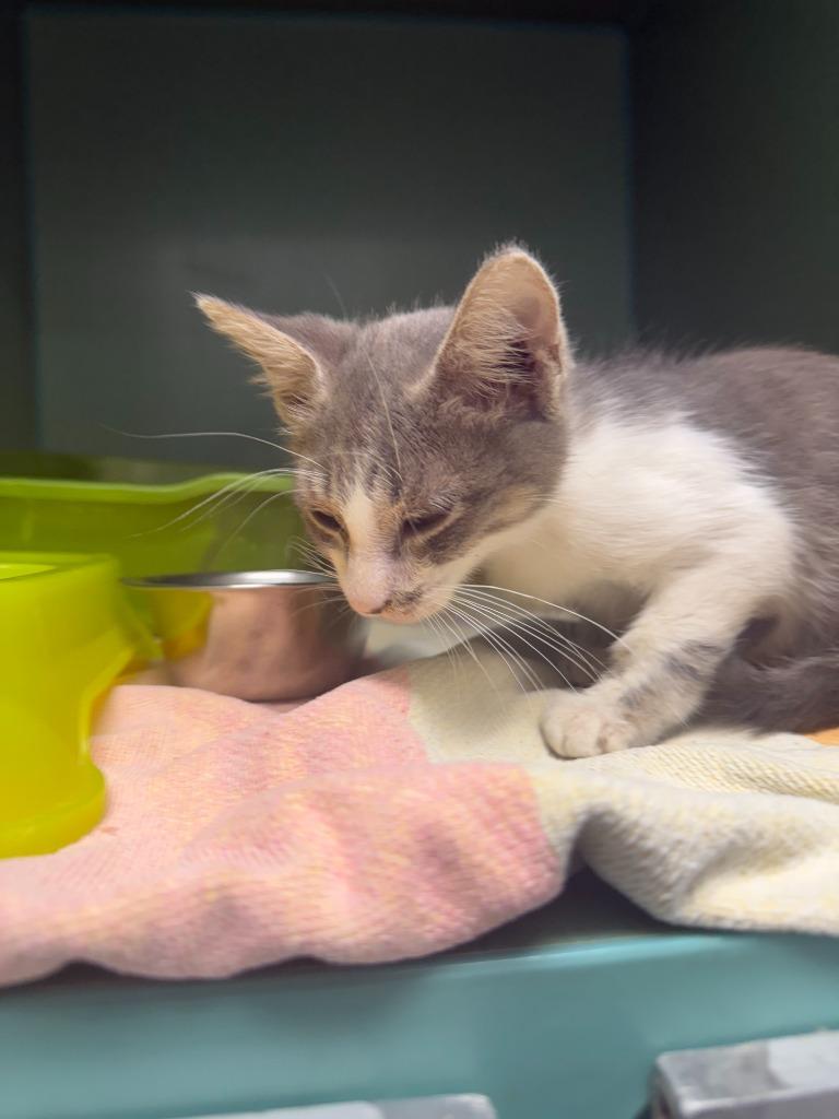 Felix, a Adoptable mixed breed in Tulsa, OK image 4/6