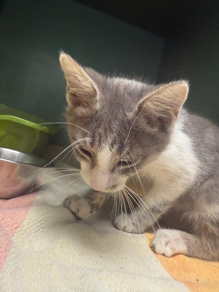 Felix, a Adoptable mixed breed in Tulsa, OK image 5/6