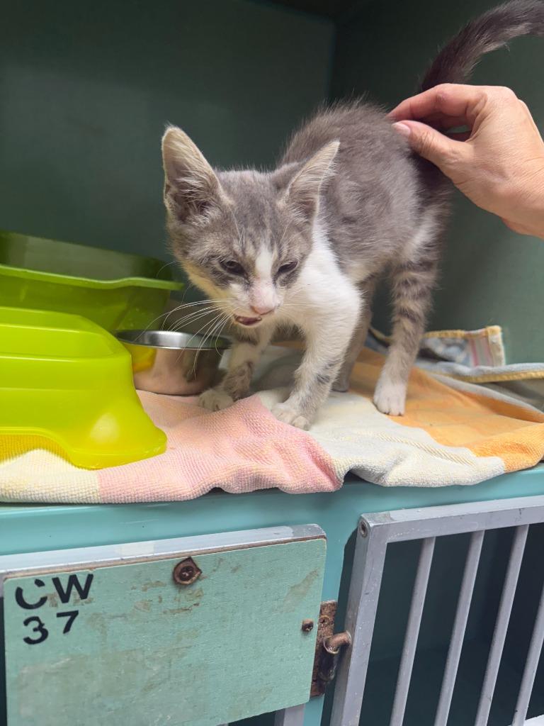 Felix, a Adoptable mixed breed in Tulsa, OK image 6/6