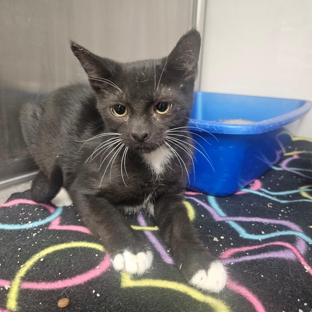 Rob, Adoptable, Kitten Male Domestic Short Hair.