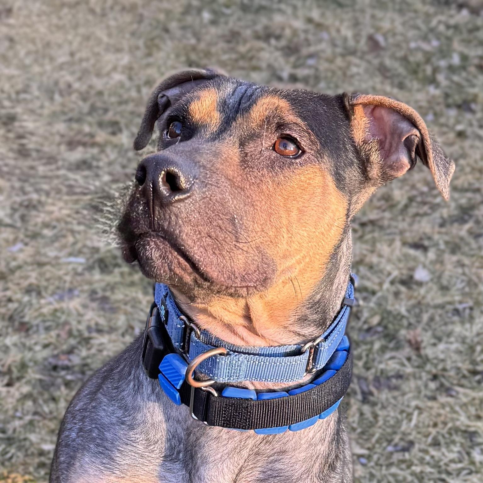 Enlarge Eagle , a ADOPTABLE Mixed Breed in Midland, MI image 5/5