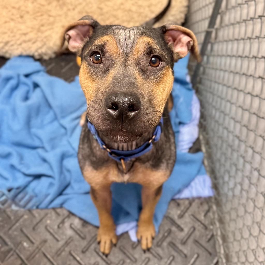 Enlarge Eagle , a ADOPTABLE Mixed Breed in Midland, MI image 1/4